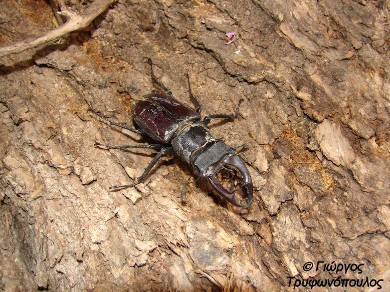 Lucanus cervus.jpg